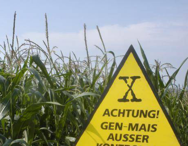 Lan de porumb modificat genetic, Foto: Hotnews