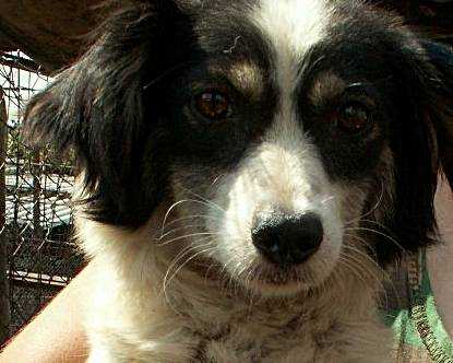 Imaginea Bucurestiului - maidanezul, Foto: Vier Pfoten