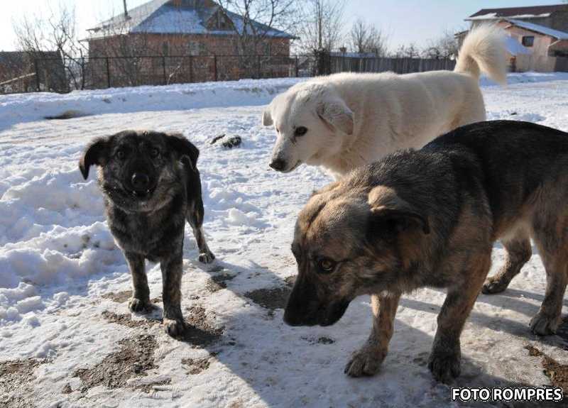 Caini maidanezi, Foto: AGERPRES