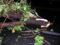 Vantul puternic a doborat mai multi copaci, Foto: Rompres