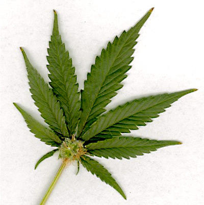 Marijuana, Foto: www.howstuffworks.com