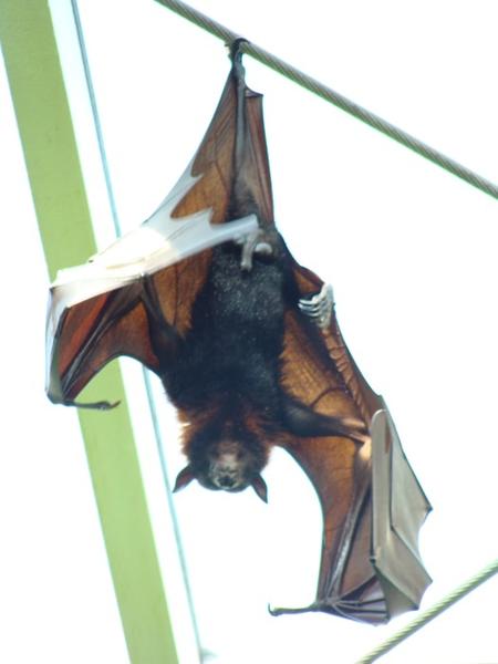 Liliac, Foto: Hotnews