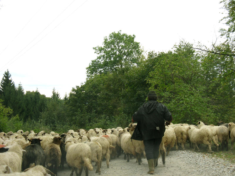 Transhumanta - oitele trec Carpatii, Foto: USER UPLOADED