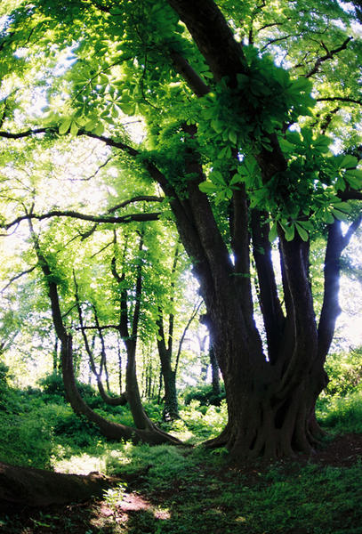 Padure seculara 2, Foto: USER UPLOADED