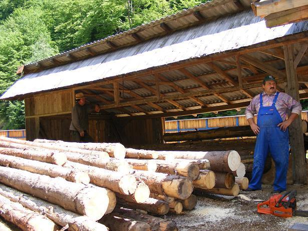 Parlamentul ar putea legifera interzicerea exportului de lemne, Foto: HotNews.ro