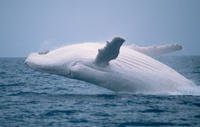 Migaloo, Foto: www.epa.qld.gov.au/