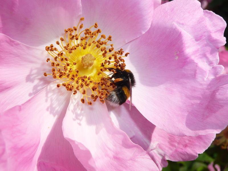 Apropo de unde vine polenul.., Foto: USER UPLOADED