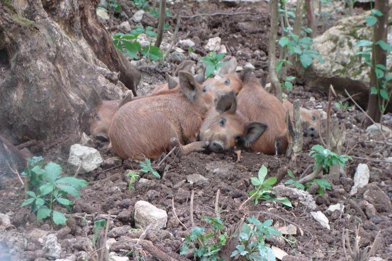 mistreti domesticiti, Foto: USER UPLOADED