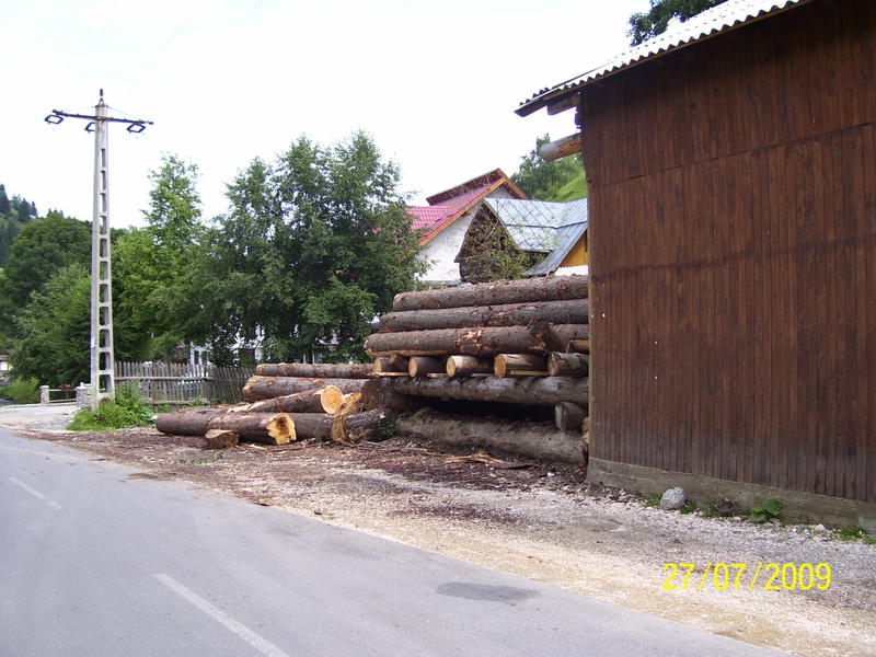 Copaci taiati, Foto: USER UPLOADED