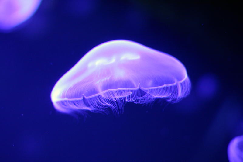 Aurelia aurita, meduza, Foto: USER UPLOADED