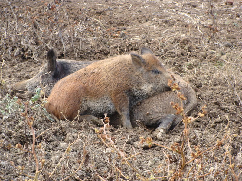 Mistreți, Foto: USER UPLOADED