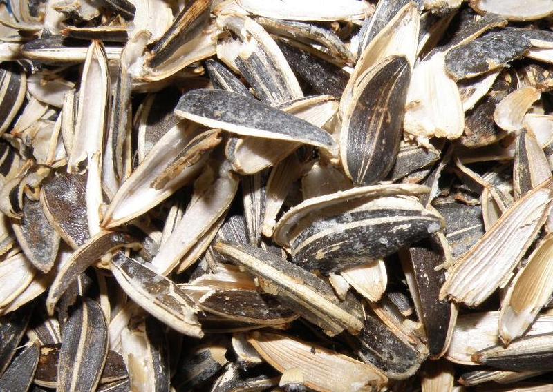 Seminte, Foto: HotNews.ro