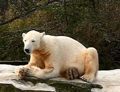 Knut, Foto: Captura Youtube.com