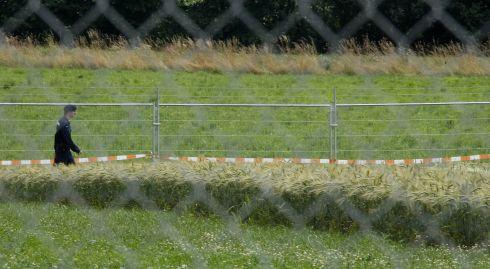 Plantatie experimentala de OMG, Foto: Reuters