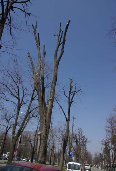 Toaletare pe Bd. Aviatorilor - detaliu, Foto: HotNews.ro