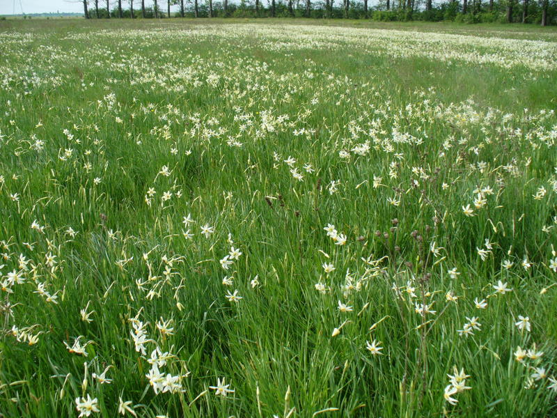 Rezervatia Poiana cu Narcise Negrasi, Foto: USER UPLOADED