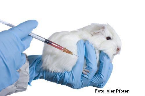 Cobai, Foto: Vier Pfoten