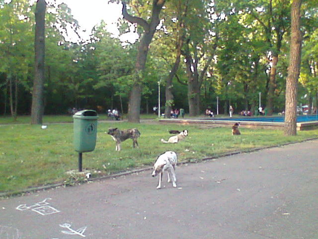 Caini comunitari, Foto: USER UPLOADED