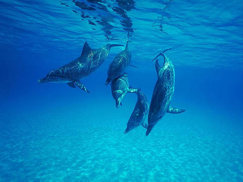 Delfini, Foto: Flickr