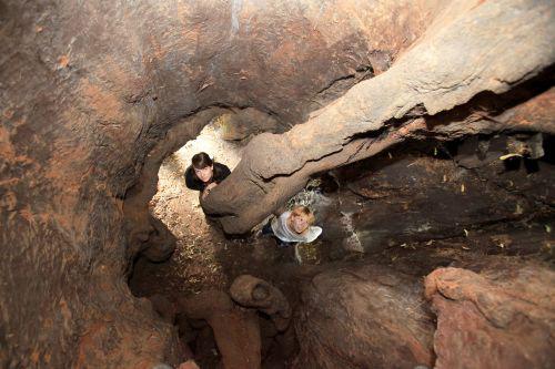 Teiul din Kotel, Foto: Think Outside The Box