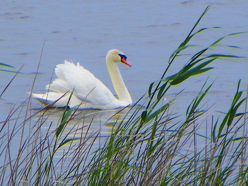 Lebada, Foto: USER UPLOADED