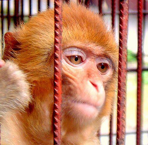 Maimuta, Foto: Flickr