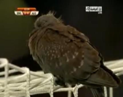 Porumbelul "portar", Foto: Captura Youtube.com