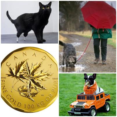 Faze Tari, Foto: Colaj foto