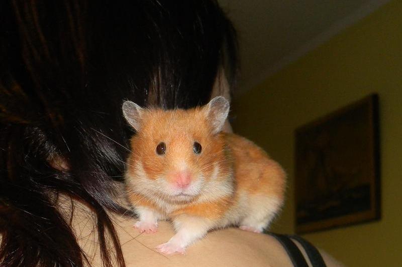 hamster, Foto: USER UPLOADED