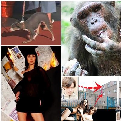 Faze Tari, Foto: Colaj foto