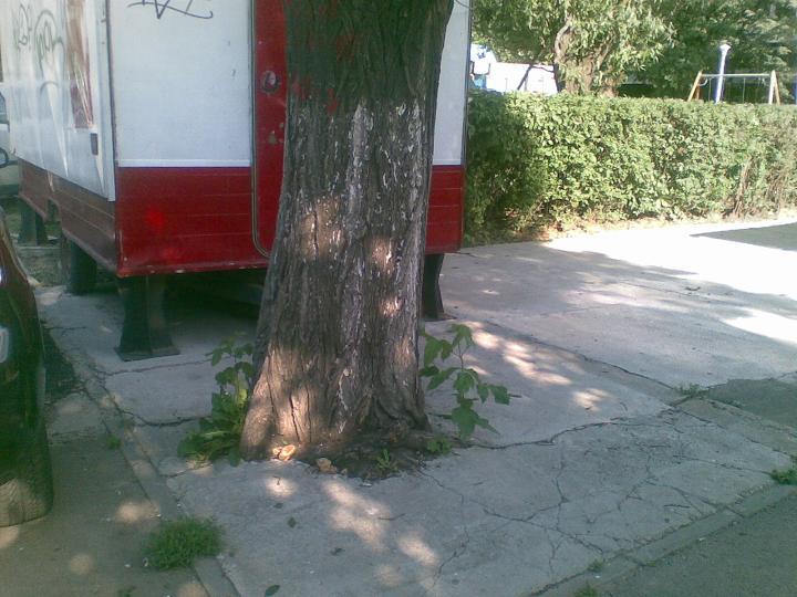 Plopul betonat, Foto: Hotnews