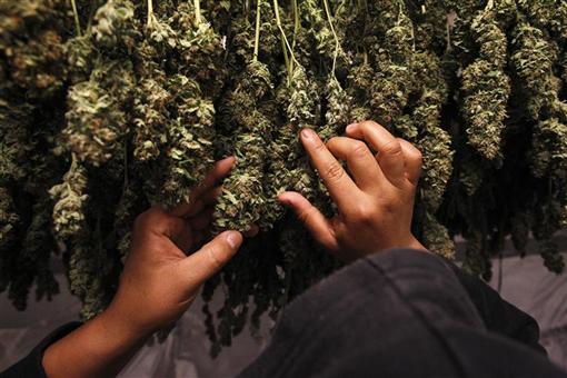 Muguri de marijuana, Foto: Reuters