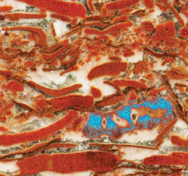 Cea mai veche fosila animala, Foto: Hotnews