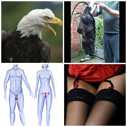 Faze Tari, Foto: Colaj foto