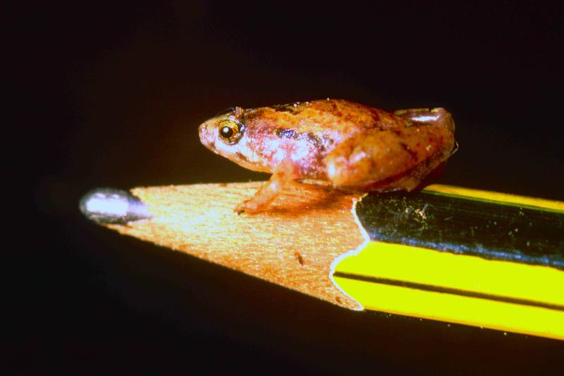 Microhyla nepenthicola, Foto: Reuters