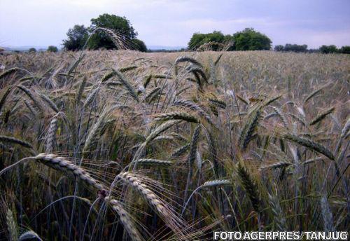 Lan de grau, Foto: Agerpres