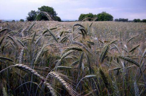 Cultură de cereale, Foto: Agerpres