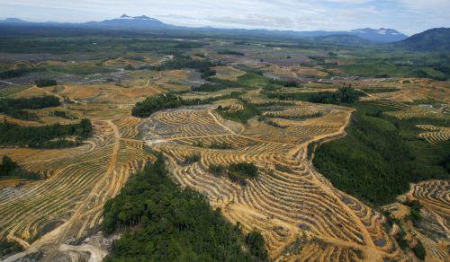 Defrisari in Indonezia, Foto: Reuters