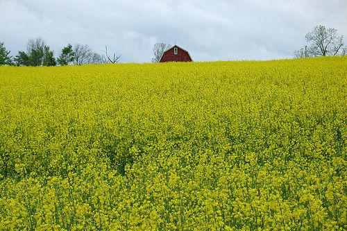 Cultura de canola, Foto: Flickr