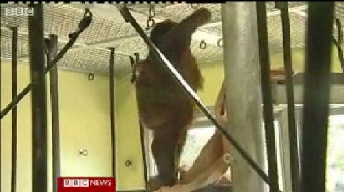 Orangutanul Oshine, Foto: Captura BBC