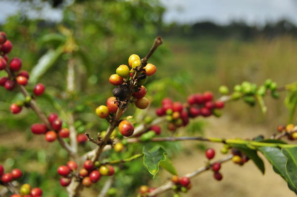 Indonezia, Foto: AmazingRace.ro