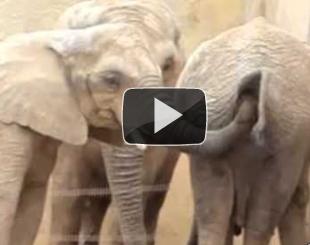 Un elefant constipat, Foto: Captura Youtube.com