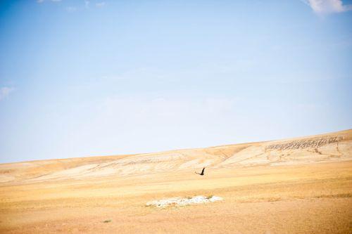 Acvila in Kazahstan, Foto: Mircea Struteanu