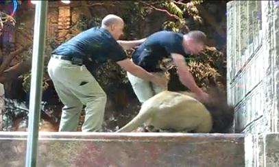 Imagini dramatice, Foto: Captura Youtube.com