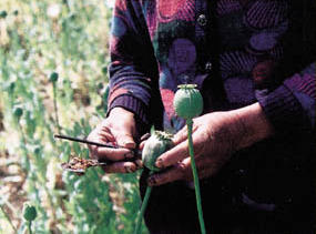 Opium, Foto: Wikipedia