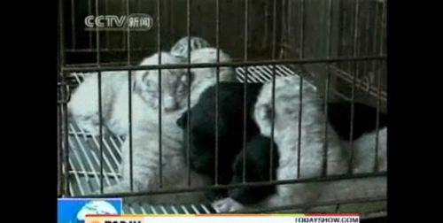 Tigrii de zapada, Foto: Captura Msnbc.com