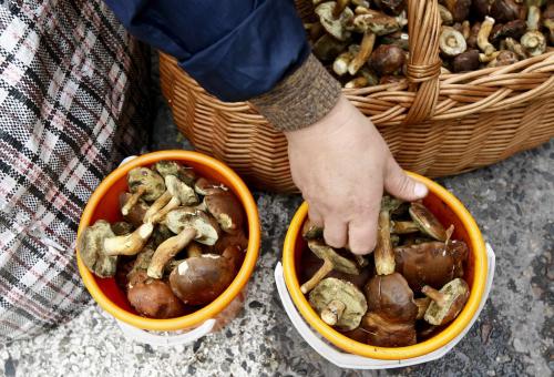 Ciupercile culese din padure te pot otravi, Foto: Reuters