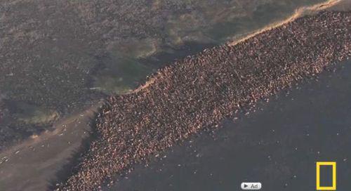 Morse ingramadite pe plajele din Alaska, Foto: Captura Youtube.com