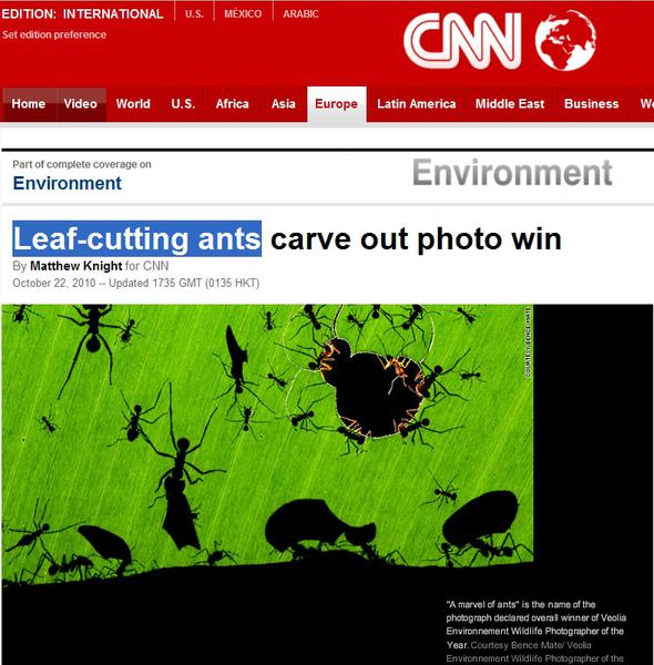 "O minunatie de furnici", fotografia castigatoare, Foto: Captura CNN