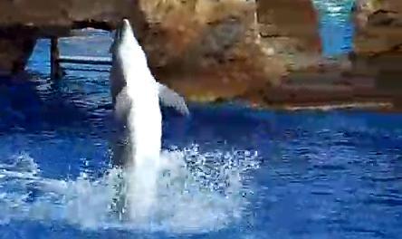 Delfinii merg pe apa, Foto: Captura Youtube.com